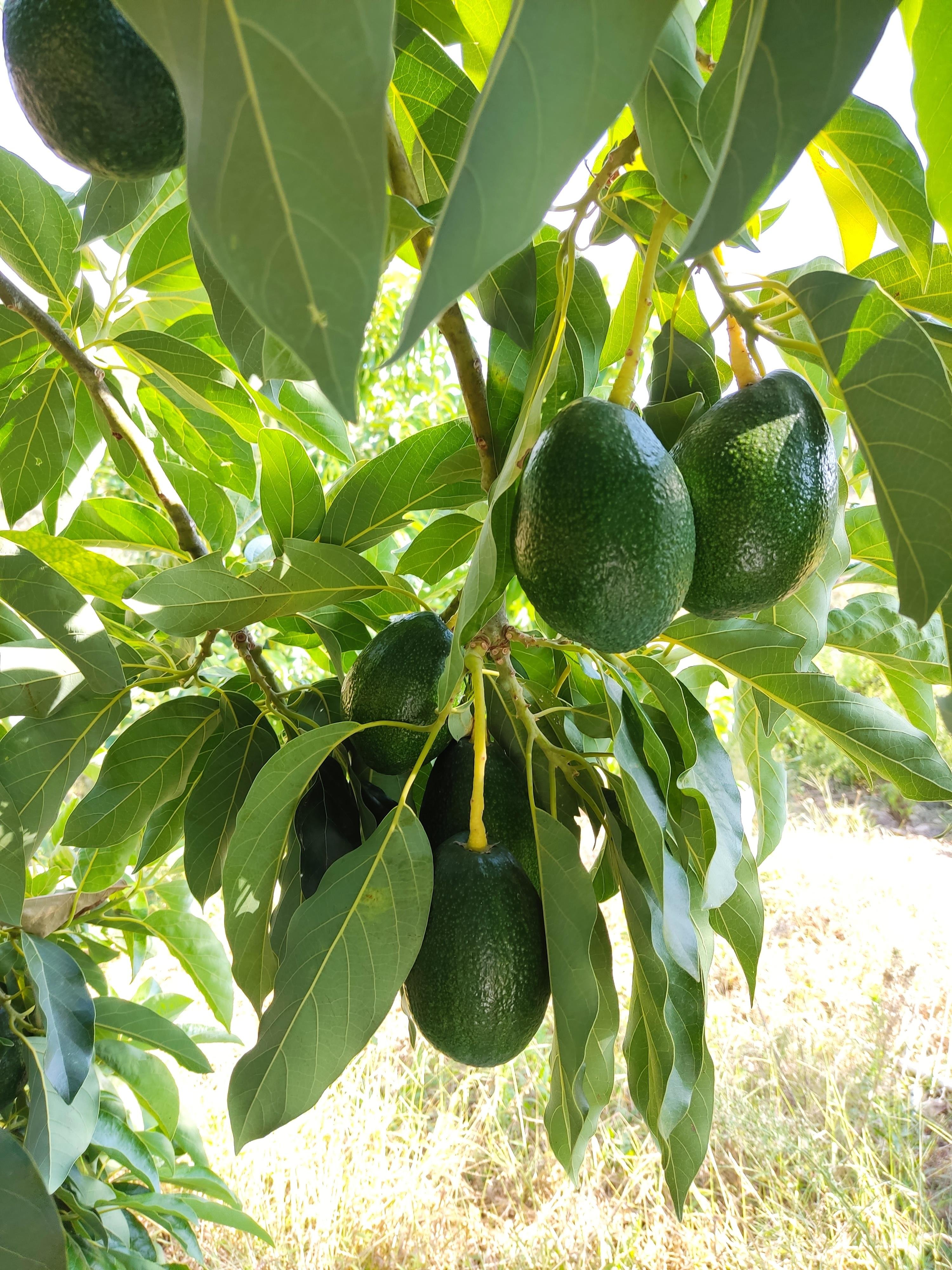 Bacon Avokado 1 kg