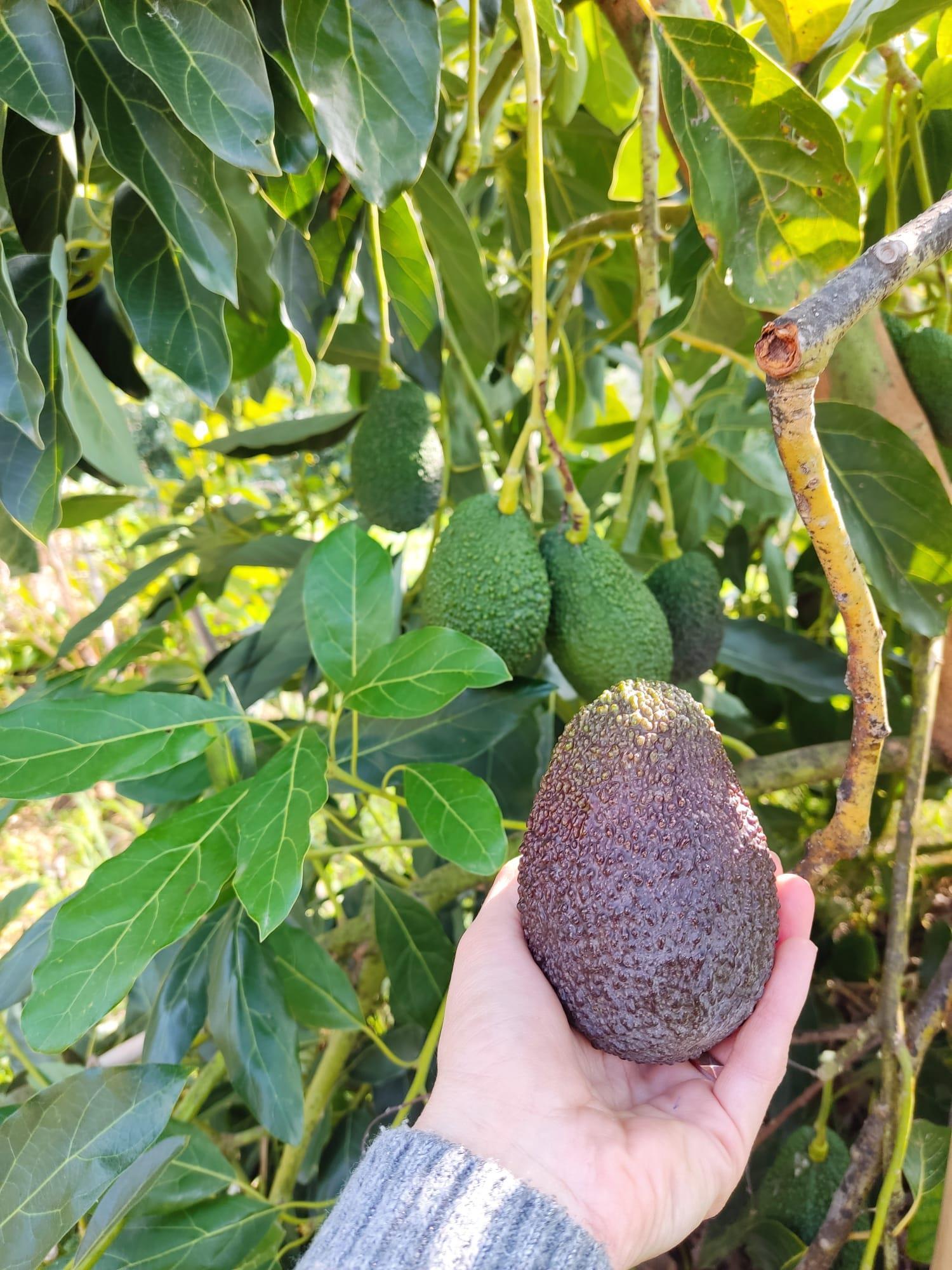Hass Avokado 1 Kg