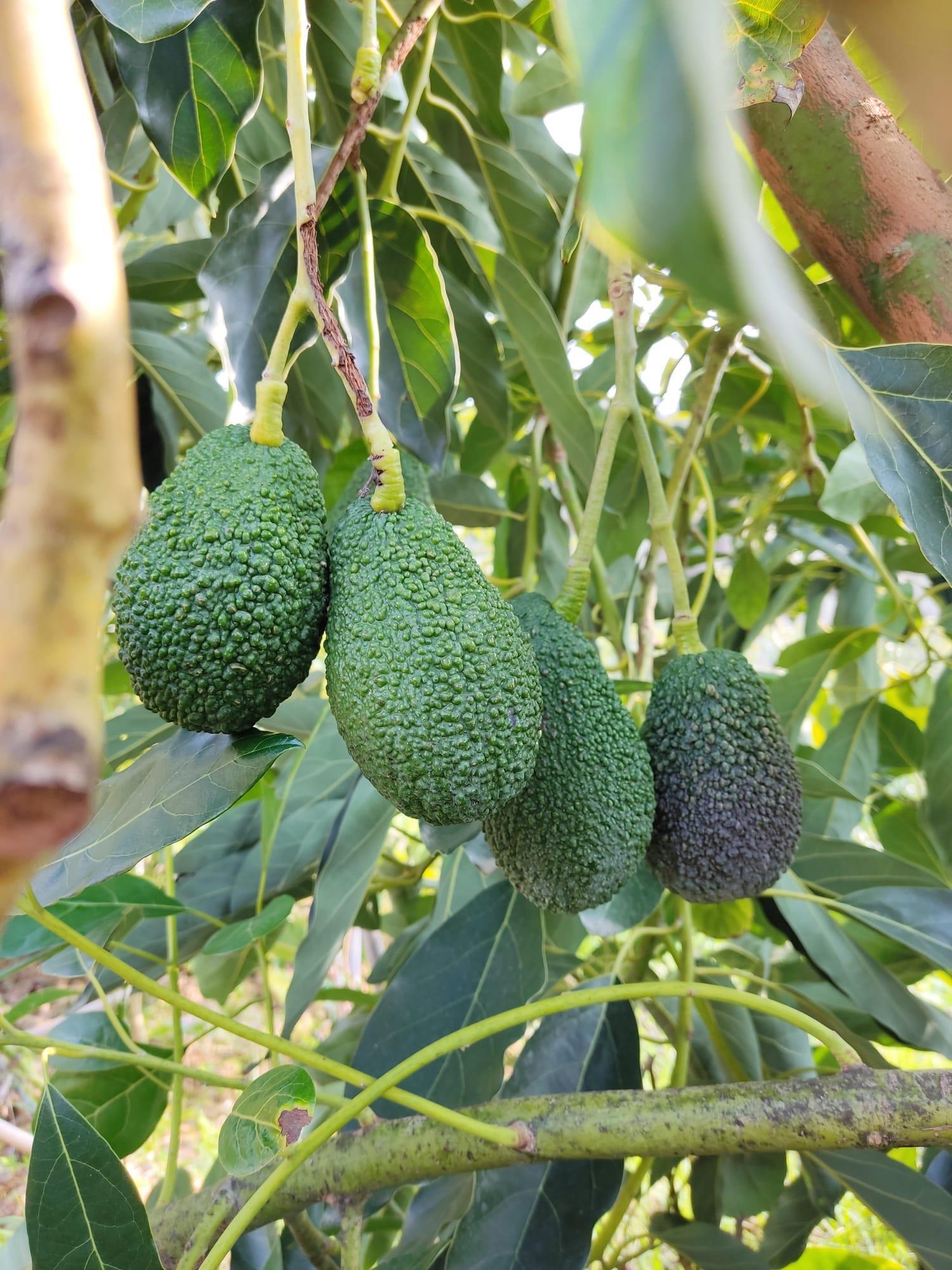 Hass Avokado 1 Kg