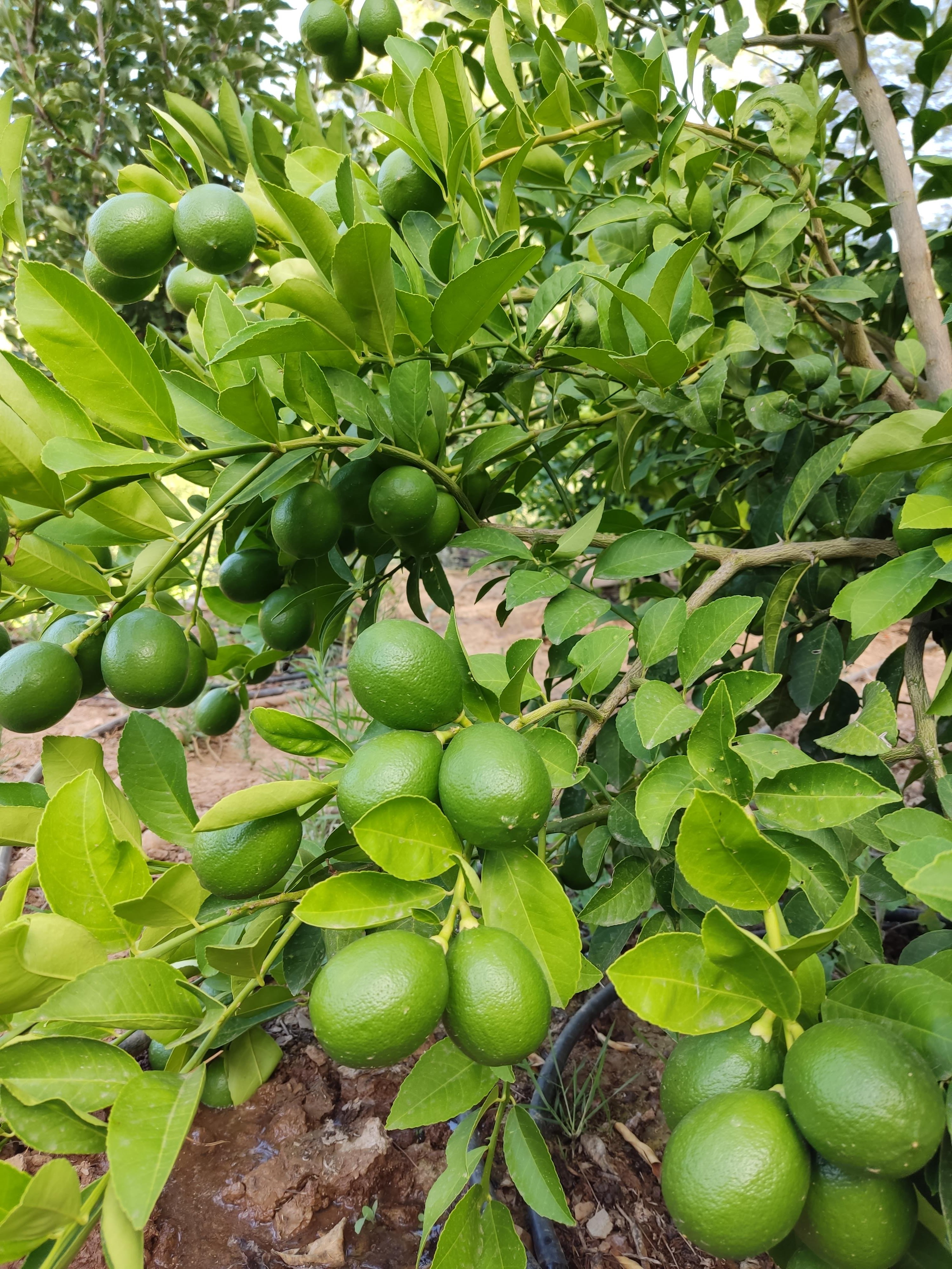 Mayer Limon 1 kg