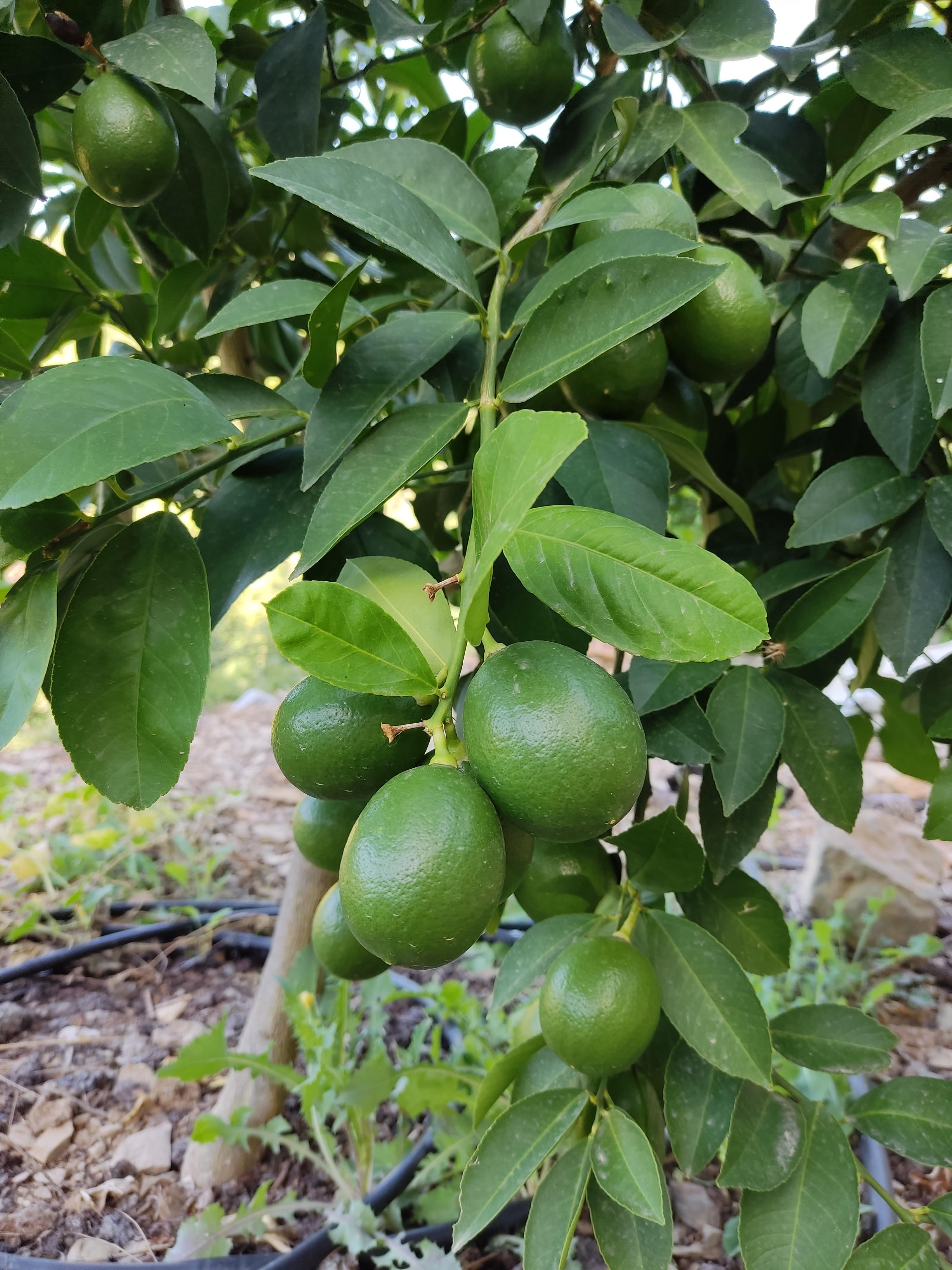 Mayer Limon 1 kg