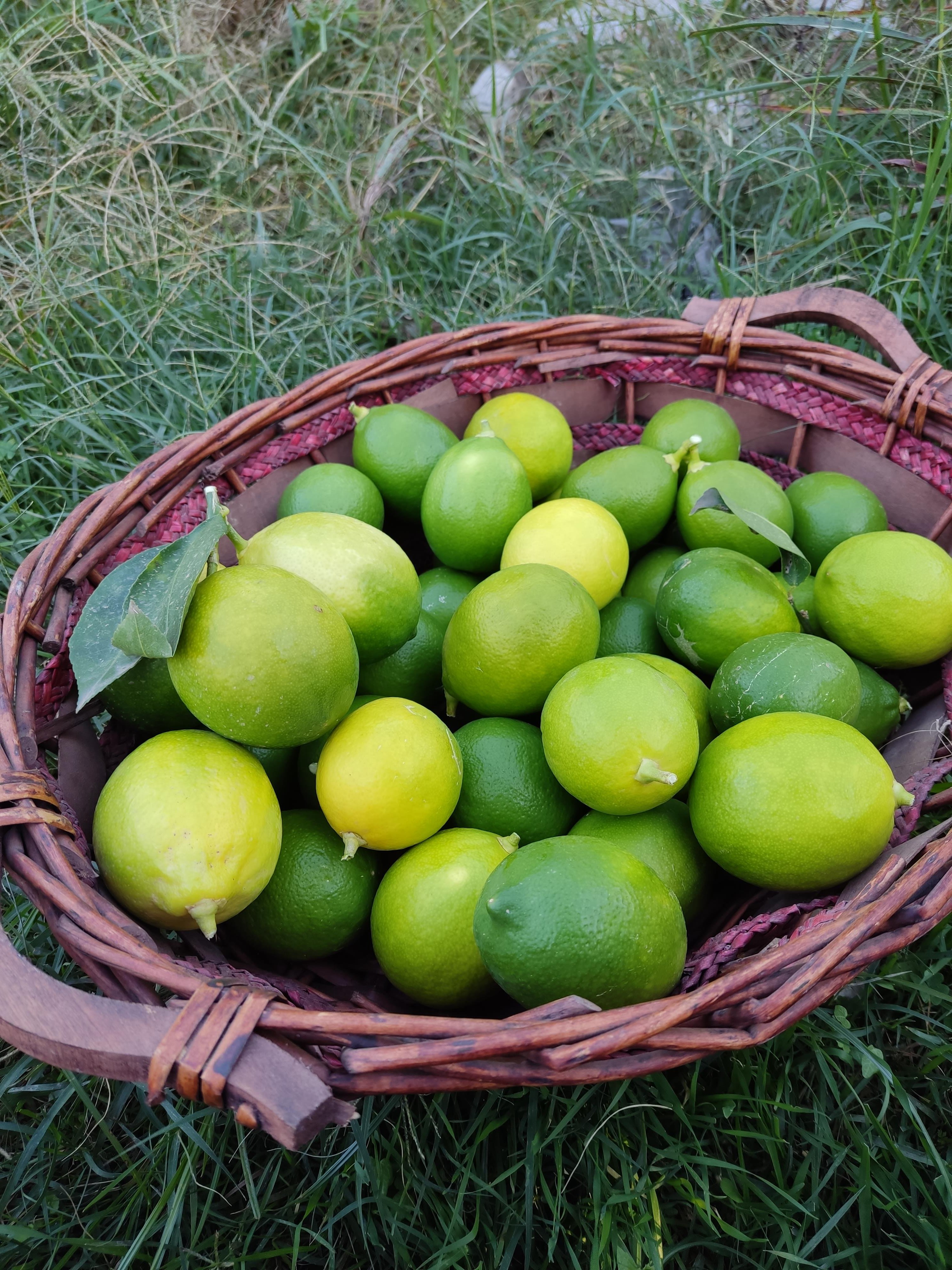 Mayer Limon 1 kg