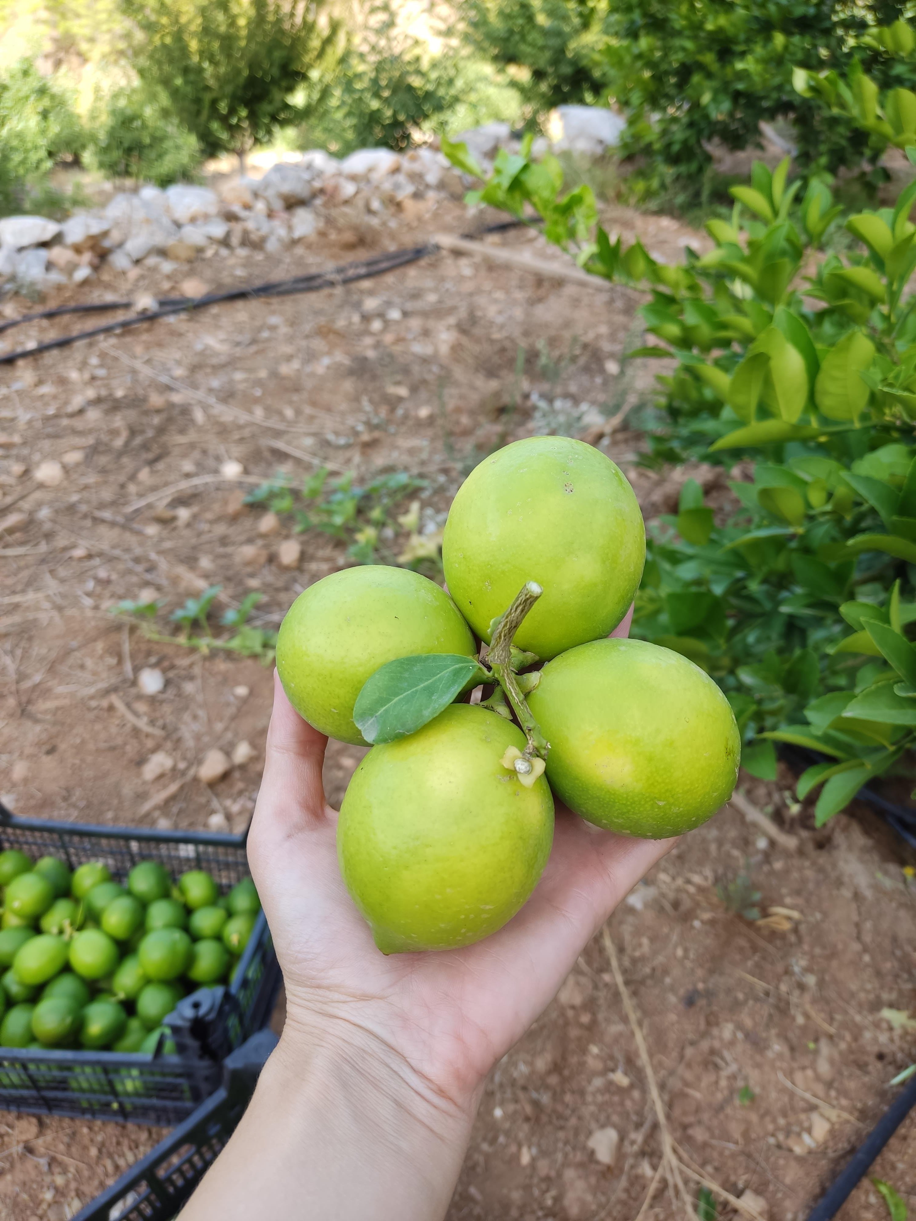 Mayer Limon 1 kg