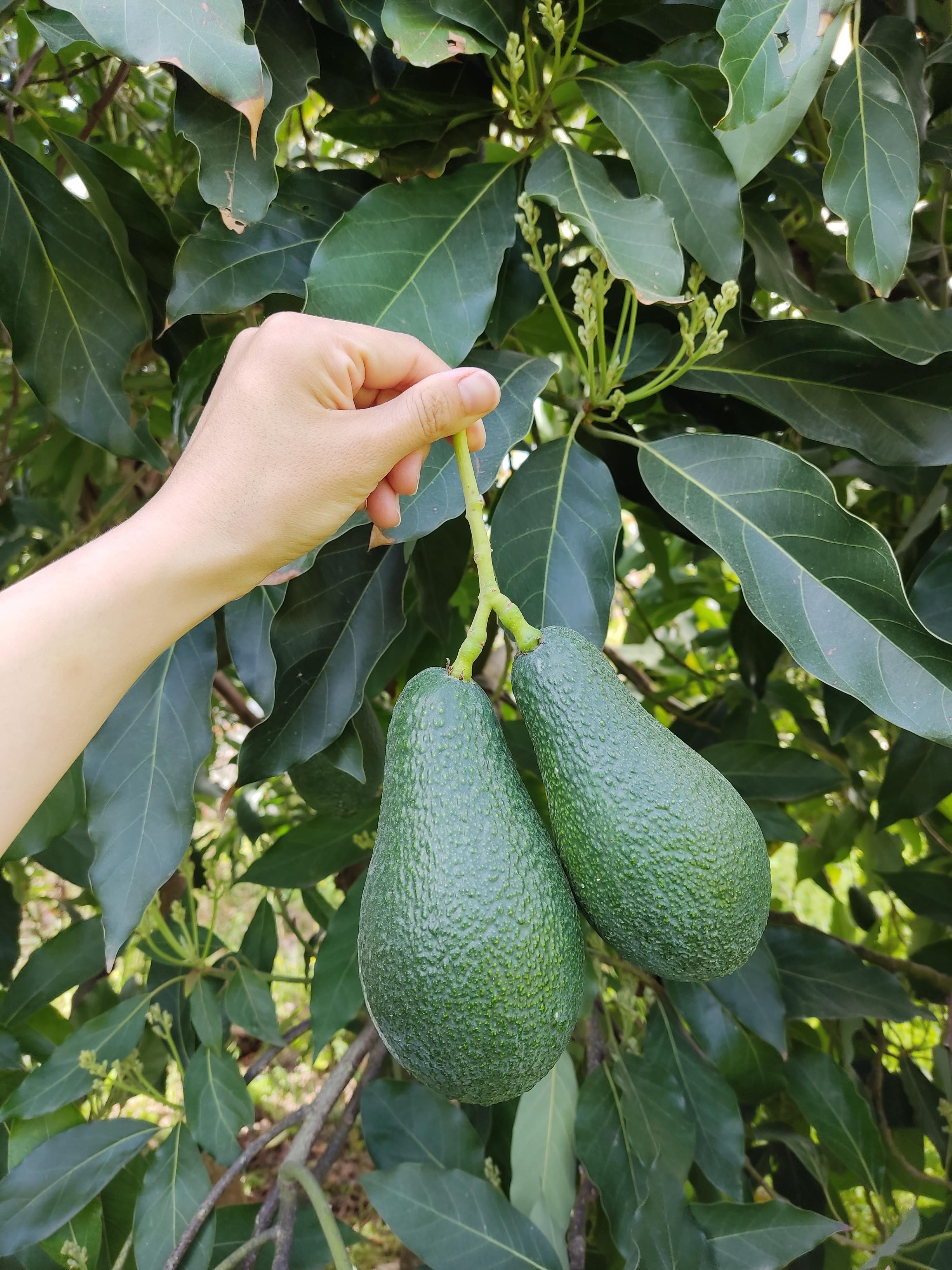 Wurtz Avokado 1 adet (190 gram ve üzeri)