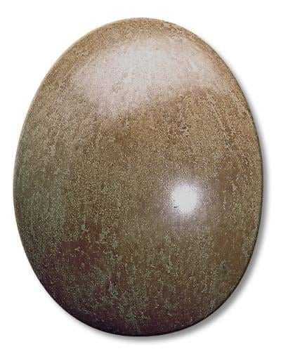 fe-5616-burunele-e389-6.jpeg