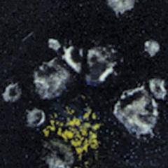 gz-liq-ctl-1-pt-jet-moss-9539-3.jpeg