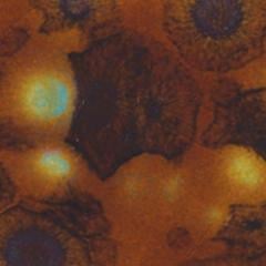 gz-liq-ctl-35-pt-nutmeg-dbc7c8.jpeg