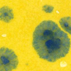 gz-liq-ctl-61-pt-buttercup--2ae7-.jpeg
