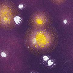 gz-liq-ctl-70-pt-magnolia-jewel-41e5ab.jpeg