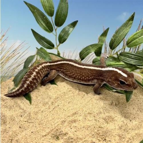 African Fat Tailed Gecko (RESMİ BELGELİ ÇİPLİ)