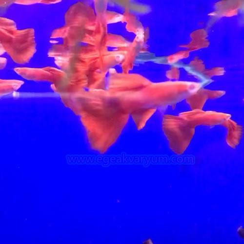 Albino Full Red 3 cm 1 Erkek 1 Dişi Satış