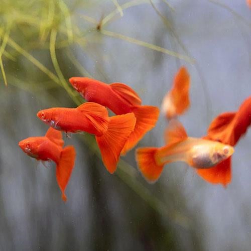 Albino Full Red 3 cm 1 Erkek 1 Dişi Satış