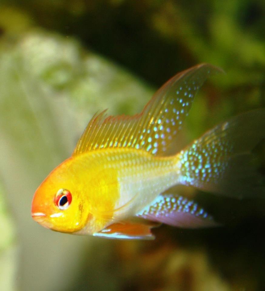 Albino Gold Ramirezi 4 cm