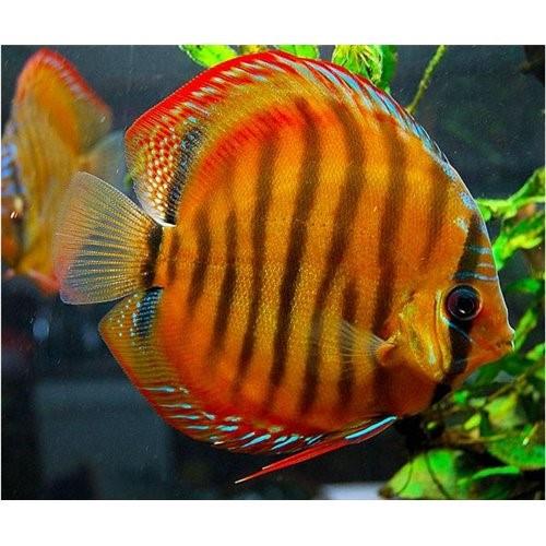 Alenquer Discus 6-7 Cm