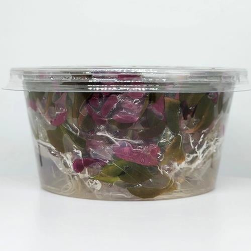 Alternanthera Reineckii Mini In Vitro Cup Canlı Bitki