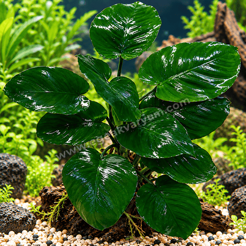 Anubias Barteri 15 cm 5-7 Yapraklı