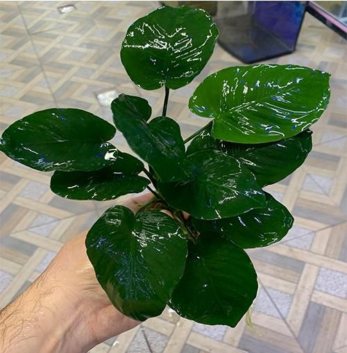 Anubias Barteri 15 cm 5-7 Yapraklı