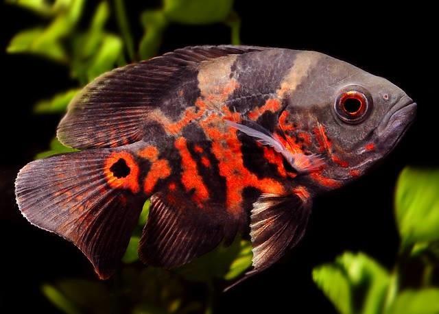 ASTRANOT TİGER 9-10 Cm