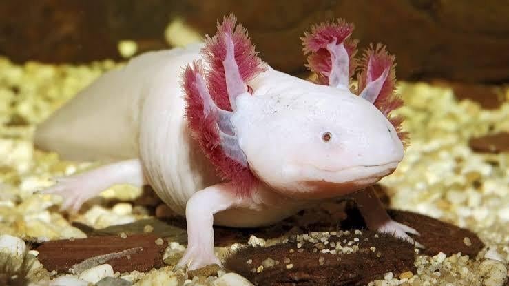 Axolotl Meksika Semenderi 10 cm (Kırmızı Göz)