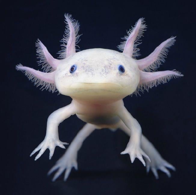Axolotl Meksika Semenderi 3-4 cm 