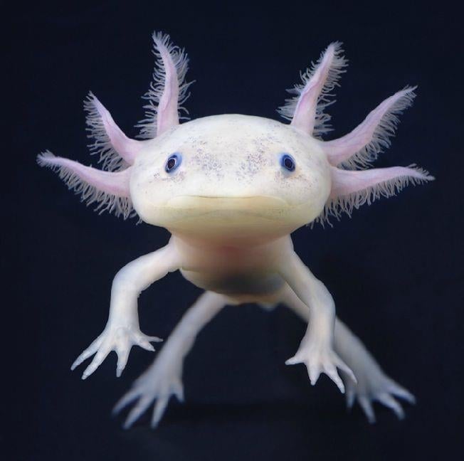 Axolotl Meksika Semenderi 6 cm