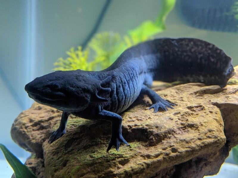 Axolotl Meksika Semenderi 6 cm (Melanoid)