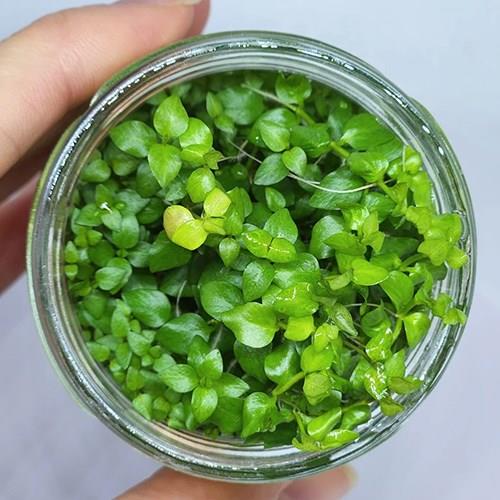 Bacopa Australis In Vitro 200cc Canlı Bitki