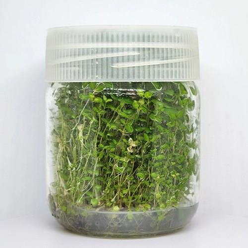 Bacopa Australis In Vitro 200cc Canlı Bitki