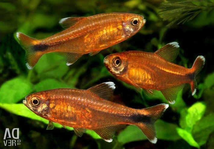 Bakır Tetra 3 cm