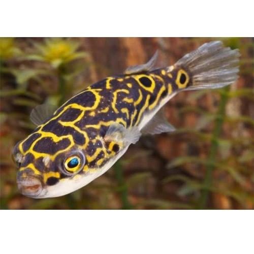 Benekli Puffer 3 cm
