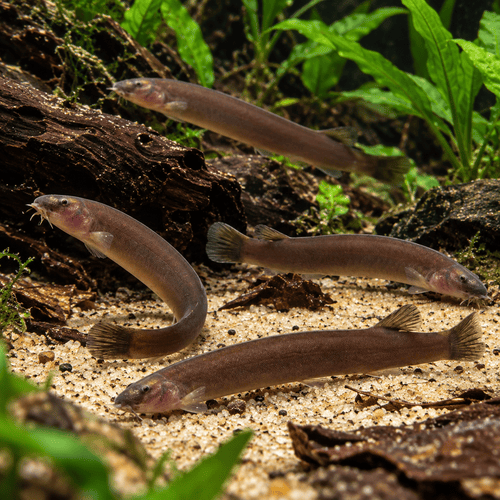 Black Kuhli 4-5 cm