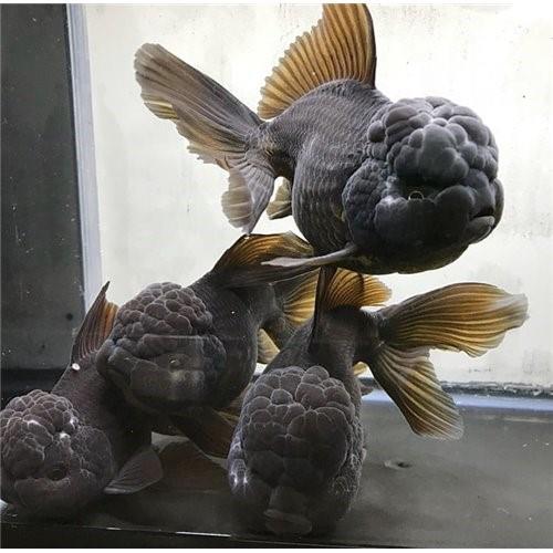 Black Oranda 10-13 Cm