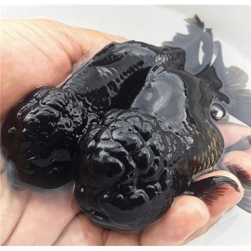 Black Oranda 10-13 Cm