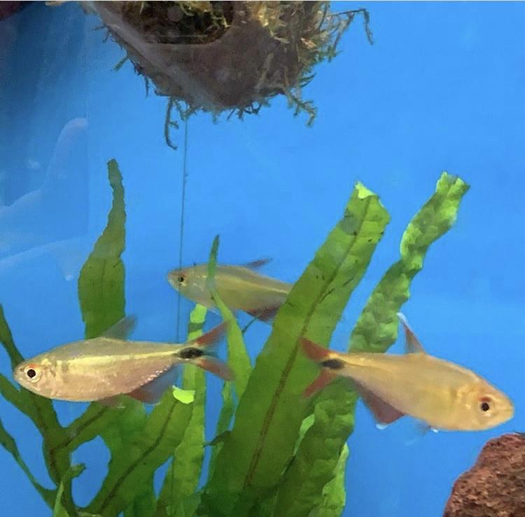 Buenos Aires Tetra 3 cm