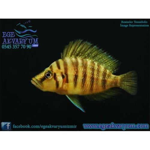 Calvus Gold 3 Cm