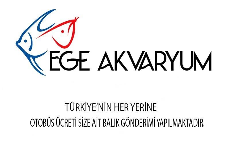 Çamur Zıpzıpı 10-12 cm