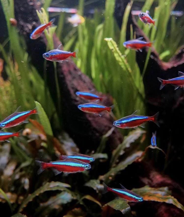 Cardinal Tetra 3 cm