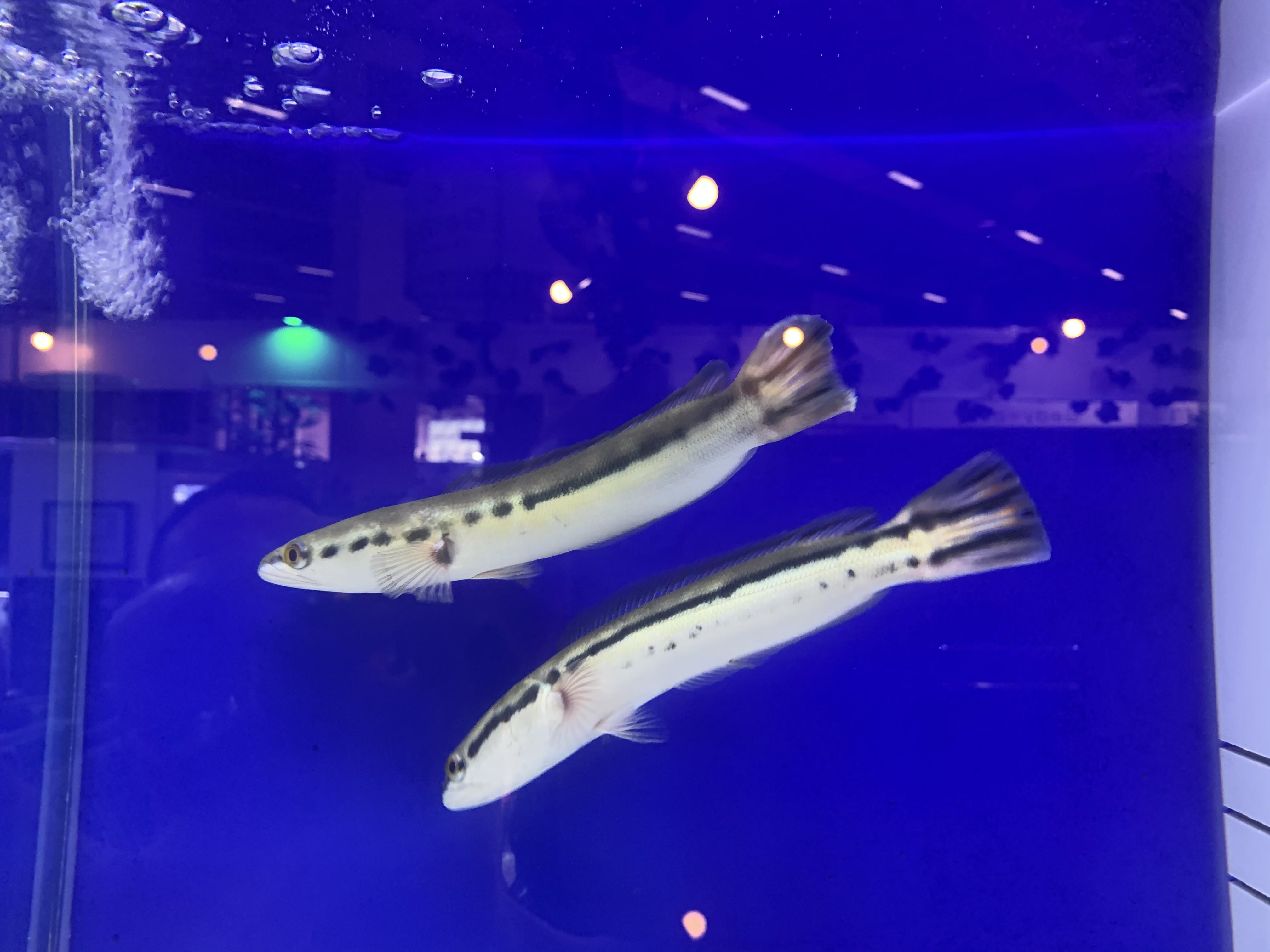 Channa Mikropeltes (Dev Yılanbaş) 10-12 cm