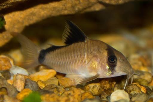 Corydoras Panda (panda Çöpcü)