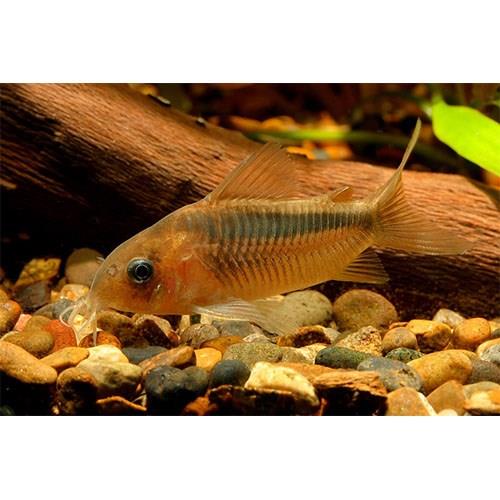 Corydoras Rabauti 3 cm