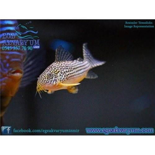 Corydoras Sterbai 3 Cm