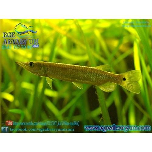 Ctenolucius Hujeta 10 Cm