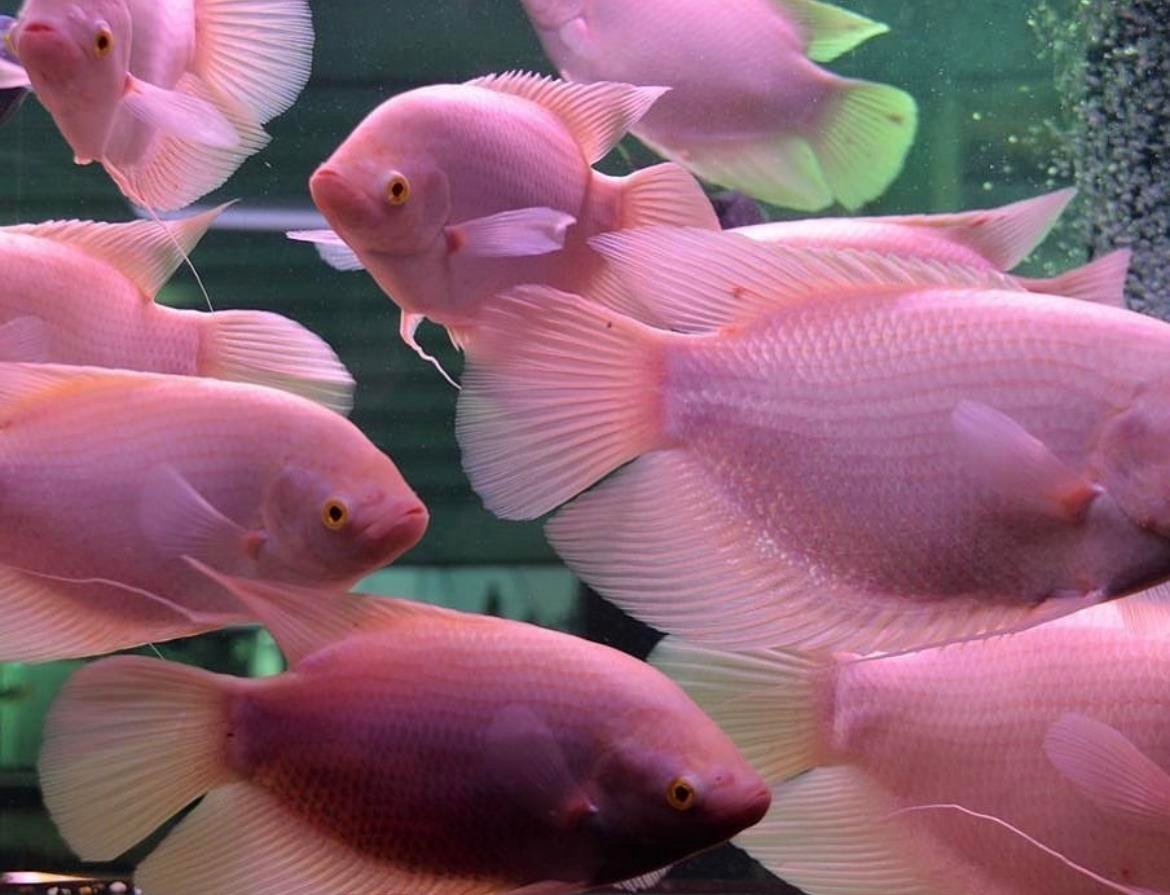 Dev Albino Gurami 25 cm