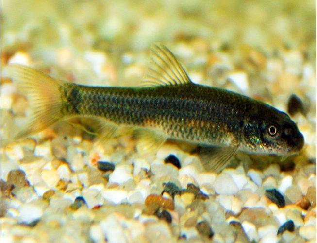 Dr Balık Garra Rufa (sedef, Mantar Ve Egzamayı İyileştirir)