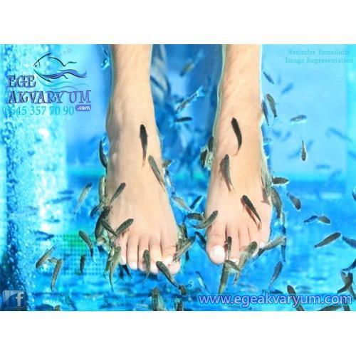 Dr Balık Garra Rufa (sedef, Mantar Ve Egzamayı İyileştirir)