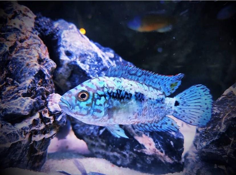 Elektrik Blue Jack Dempsy 3-4 cm