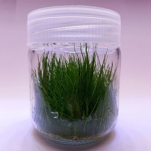 Eleocharis Parvula In Vitro 200cc Canlı Bitki