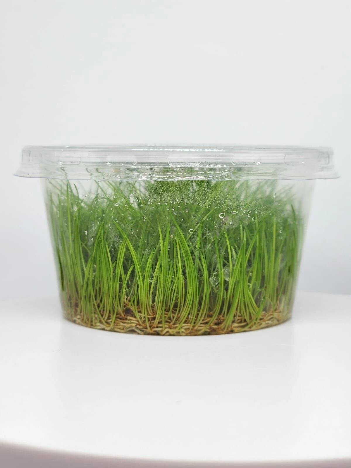 Eleocharis Parvula Mini In Cup Canlı Bitki