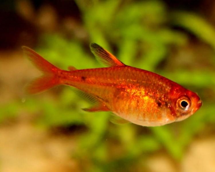 Ember Tetra 3 Cm
