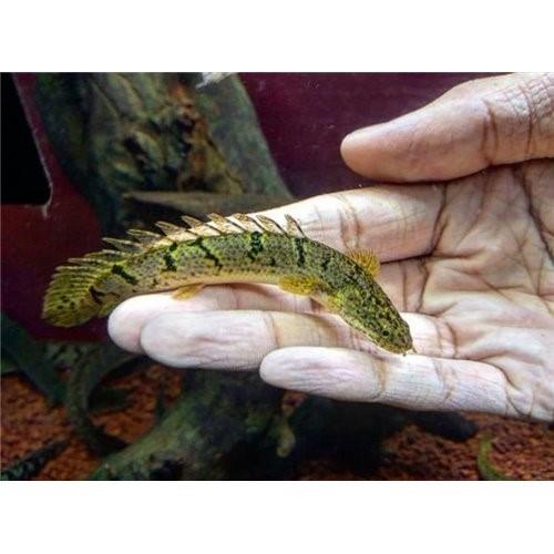 Endicheri Bişir 13-15 Cm